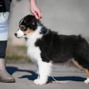 MITCHELL Star Snow Winner