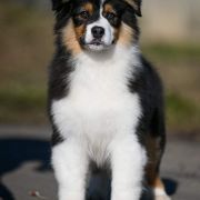 MITCHELL Star Snow Winner