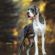 Mł.Ch.Pl , Ch.Pl ENJI Black Tail - Czarny Ogon 