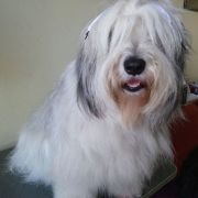 Mł.Ch.PL, Ch.PL JAGIELLONKA Prolog Poland FCI