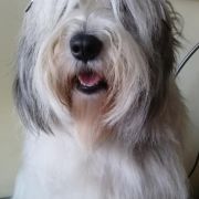 Mł.Ch.PL, Ch.PL JAGIELLONKA Prolog Poland FCI 2