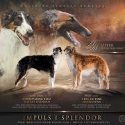 MM MAGIC Impuls i Splendor