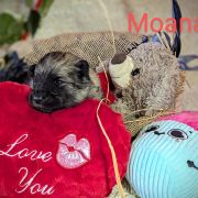 Moana Shaggy Fluff FCI