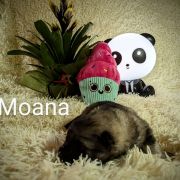 Moana Shaggy Fluff FCI