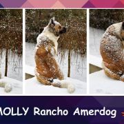 MOLLY Rancho Amerdog