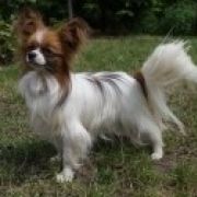 MOLLY z Sosnowego Kręgu