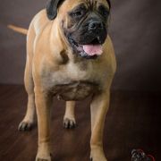 Monte Verde Glitter Stars 