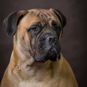 Monte Verde Glitter Stars 2