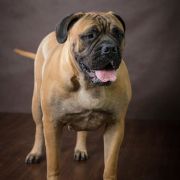 Monte Verde Glitter Stars 3