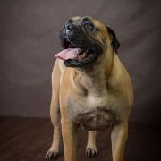 Monte Verde Glitter Stars 4