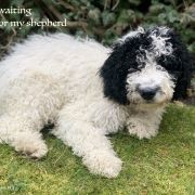 MONTEFRIO Gem of Andalusia FCI