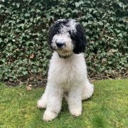 MONTEFRIO Gem of Andalusia FCI