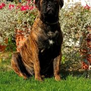 Moonraker Manuela OYOBull FCI 