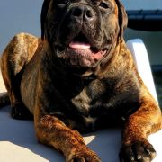 Moonraker Manuela OYOBull FCI 2