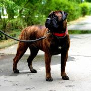 Moonraker Manuela OYOBull FCI 3