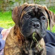 Moonraker Manuela OYOBull FCI 4