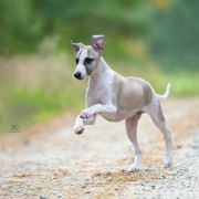 MORTEN Paka Czworaka