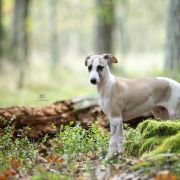 MORTEN Paka Czworaka