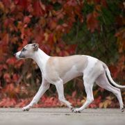 MORTEN Paka Czworaka