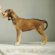 Moyo Pori ABERCROMBIE