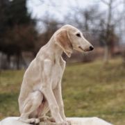 Moyo Pori AYERS ROCK