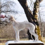 Moyo Pori AYERS ROCK