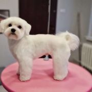 Mozart Ze Śląskiej Ziemi Reproduktor