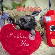 Mufasa Shaggy Fluff FCI