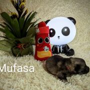 Mufasa Shaggy Fluff FCI