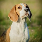 MUFKA Drużyna Uszatych 