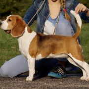 MUFKA Drużyna Uszatych 2