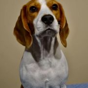 MUFKA Drużyna Uszatych 4