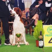 Muireann Shadow Dog 2