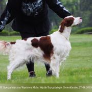 Muireann Shadow Dog 3