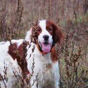 Muireann Shadow Dog 4