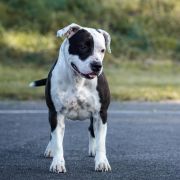 My Peppa Narcotic Dream 2