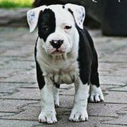 My Peppa Narcotic Dream 4