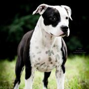 My Peppa Narcotic Dream 3