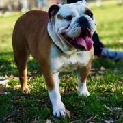 Mystique Diamond Freya