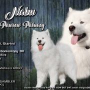 NABU Powiew Północy FCI 