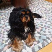 NEFRETITI From Rowan Dreams FCI 