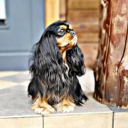 NEFRETITI From Rowan Dreams FCI 