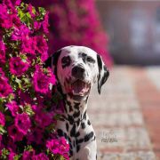  NEIVA OF AFRICA Kontradomino