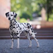  NEIVA OF AFRICA Kontradomino 2