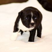 NEMESIS Perfect Friend 