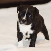 NEMESIS Perfect Friend 2