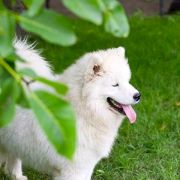 NESSIE O'BRODVER Virta Valo FCI