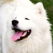 NESSIE O'BRODVER Virta Valo FCI 2