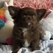 Never My Love Tokeya FCI 