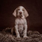  NICO Loyal Point FCI